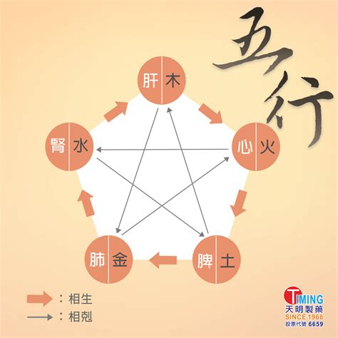 五行對應器官|五行內的對應關係